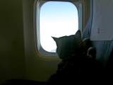 112 Mai 2003: 16e traverse transatlantique de Beanie: il aime toujours regarder par le hublot