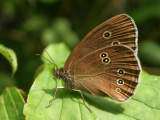 118 2003 a t une excellente anne pour les papillons. La scheresse en est-elle la cause?