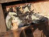 123 Un des crottiers; au total il y en avait plus de 50 litres. Sans compter la destruction du tiers de la laine de verre sous la toiture ...