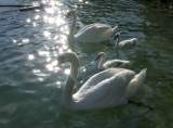 129 Famille de cygnes sur le lac d'Annecy  Angon