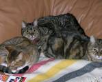2004-009 Stella, Chip et Beanie, mars 2004