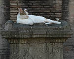 2004-026 Un chat au cimetire protestant de Rome