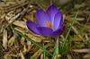  Spring !  The old Casio Z-750 really nails the colors - March 2008