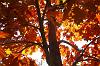  Fall foliage near the house - October 2008