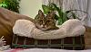 Beanie in his basket - November 2008