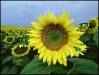 1979i Sunflower field, Northfield, Minnesota (USA) - 1979
