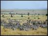 1980b Herd of zebras in the Masai Mara (Kenya) - 1980