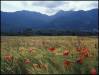 1981b Poppies and wheat in the Alps, Giez (France) - 1981