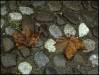 1981d Leaves in the summer rain, Padua (Italy) - 1981