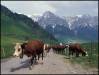 1983c Cows returning from pasture, Montmin (France) - 1983