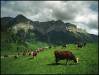 1991c Abondance cows grazing outside Montmin (France) - 1991