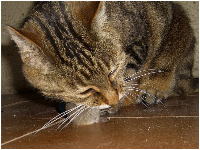 Click for Next Image