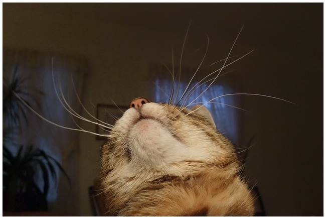 Click for Next Image
